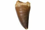 Fossil Mosasaur (Prognathodon) Tooth - Top Quality #114148-1